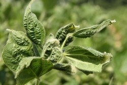 DICAMBA_2