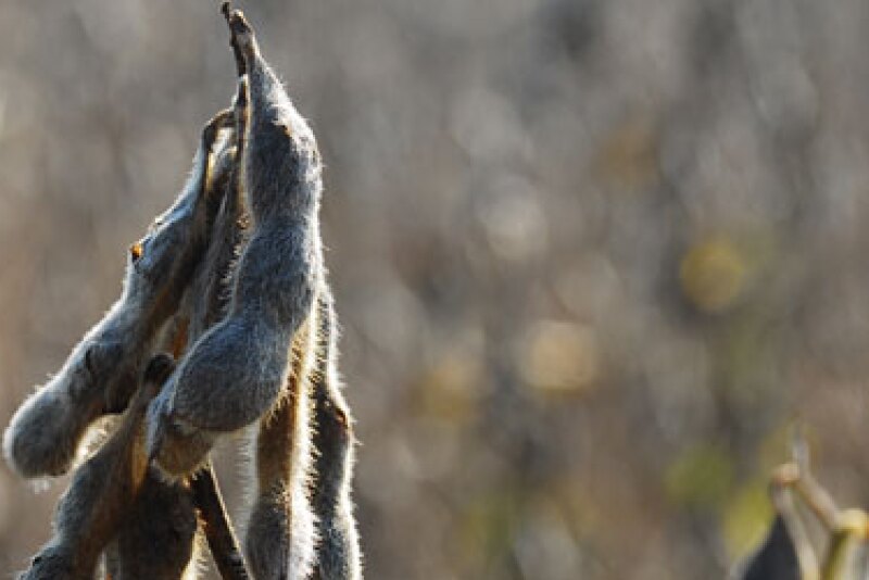 U.S. soybean futures hit their lowest since December on Monday, with concerns over exports in focus after U.S. Trade Representative Katherine Tai pledged to press Beijing over its failure to keep promises made in former U.S. President Donald Trump's trade deal.