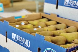 Rivermaid Trading Co. will have “a nice crop” of California golden bosc pears, says Kyle Persky, sales manager. Availability should last through mid-October.