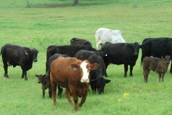 More data on crossbred commercial cattle reduces risk
