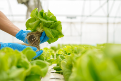 Greenhouse leafy greens