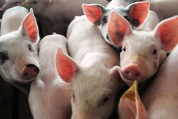 Cash-traded weaner pig reported volume was above average this past week, with 36,976 head reported. Cash weaner pig reported prices were $51.28, up $4.39 per head from last week.