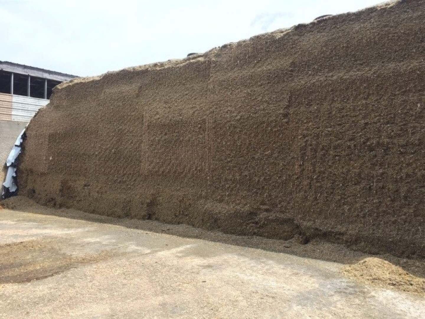 happy-silage-face.jpg