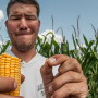 USDA Corn Check