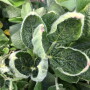 Cupped leaves are a common symptom of potential dicamba damage.