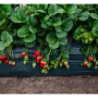 Cal-Giant-Strawberries.png
