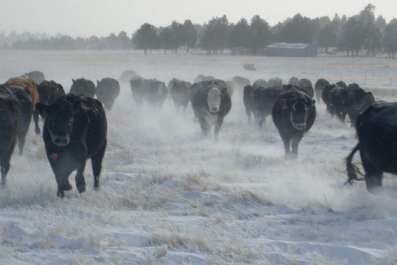 Blizzard