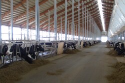Many U.S. dairy producers use chopped straw in their heifer rations to add fiber and bulk. But a common grain contaminant also may be lurking in straw.