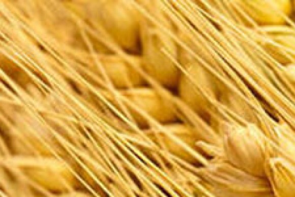 wheat