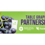 hazel grape