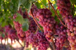 Grapes.jpg