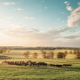 Walmart partners with 44 Farms