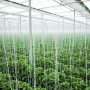 Ontario greenhouse produce