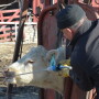 BT_Dewormer_Cattle_Chute