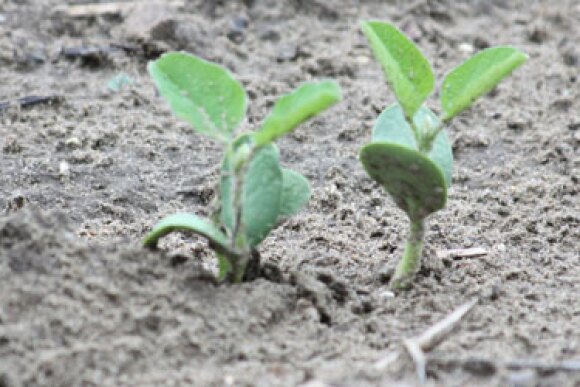 baby-soybeans.jpg