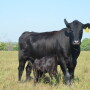 BT_Cow_Calf