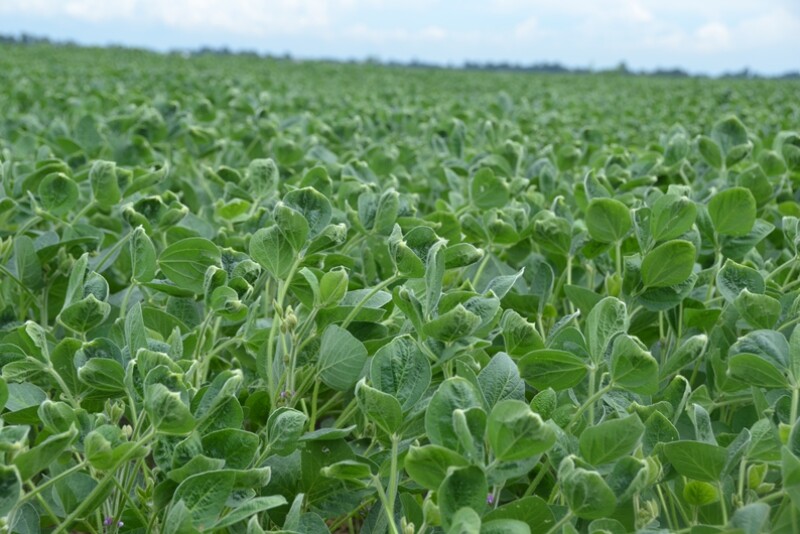 Dicamba damage