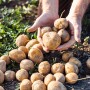 Potatoes harvested in a field