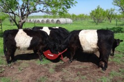 BT_Belted_Galloway