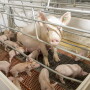 Sow and pigs