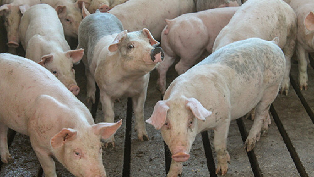 Pigs