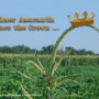 Palmer amaranth growing in a Georgia cotton field. 