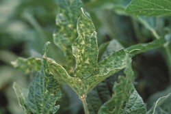 sudden death syndrome SOYB060A