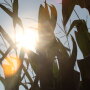 corn-and-sky-crop-tour-nebraska.jpg