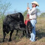 BT_Weighing_Newborn_Calf_Cow