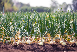 onions in field