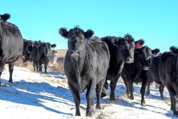 Cows in snow