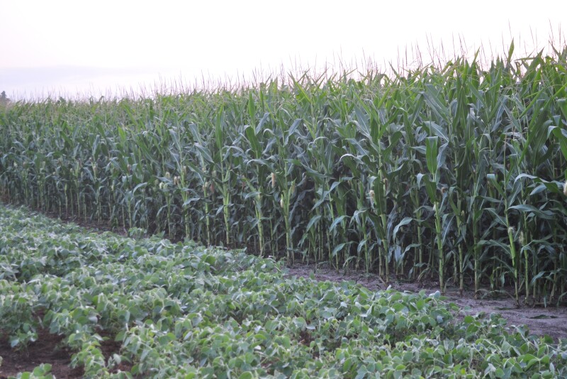 For every one corn hybrid or soybean variety that hits the market, 9,999 were rejected.