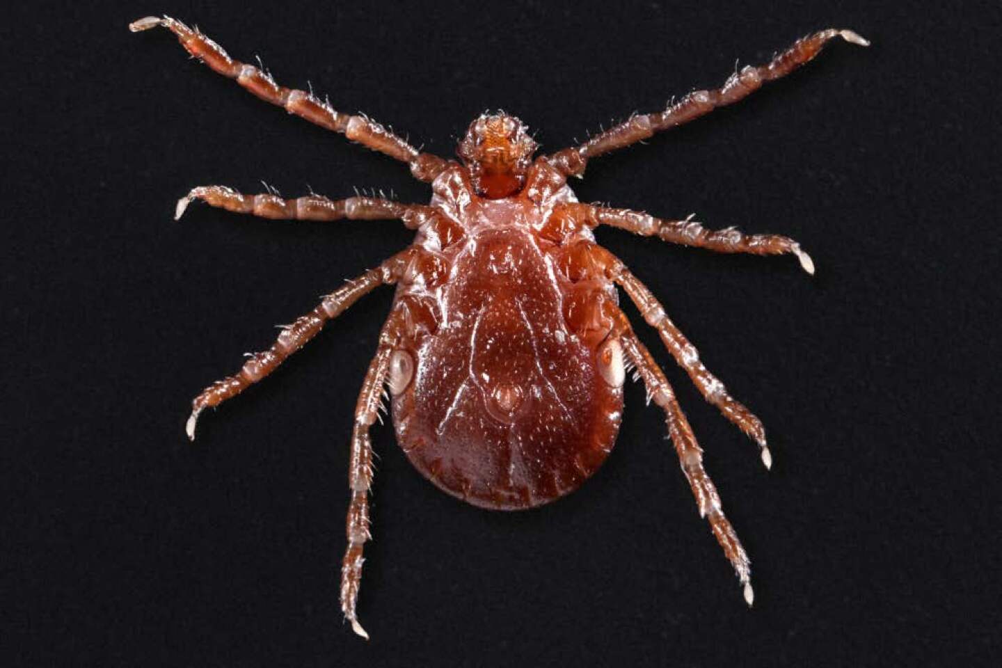CDC%20ALT1.jpg