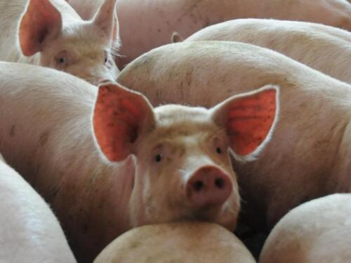 hogs_pigs_(67).jpeg