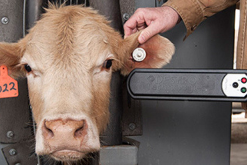EID Tag with Cow