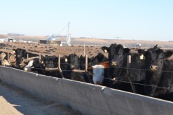 BT_Cattle_Feedlot