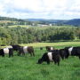 New England
