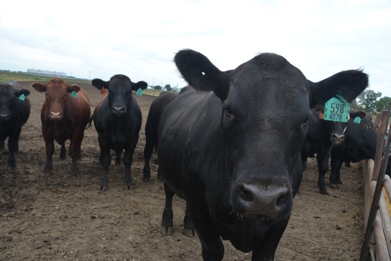 Court documents allege a South Dakota man involved in a multi-million dollar foreclosure case, sold the same cattle to as many as four different parties.