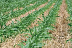 Cover Crops