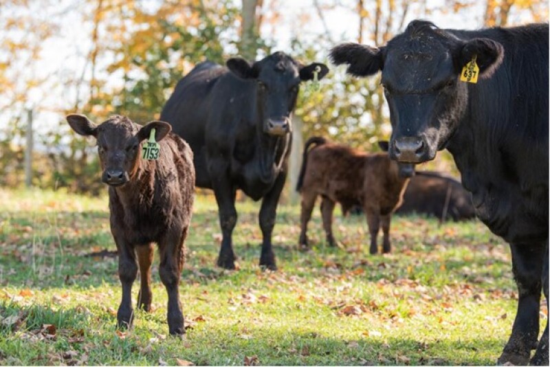 Angus cow calf