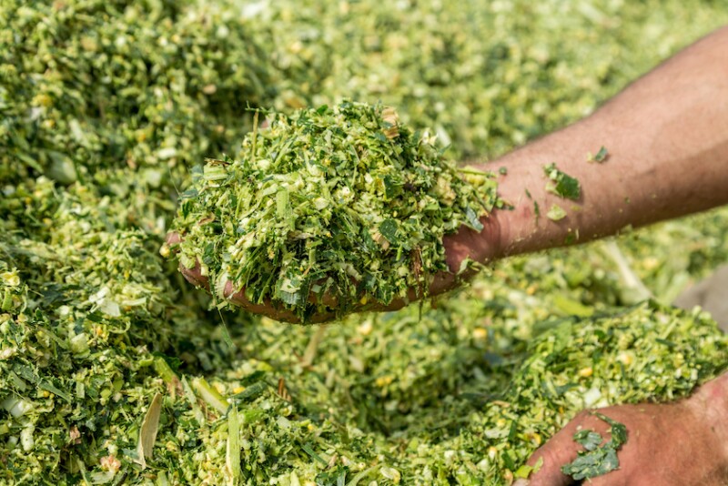 Fresh Corn Silage