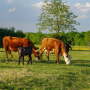 Grazing cattle