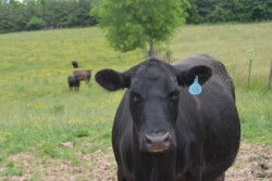 BT_Cow