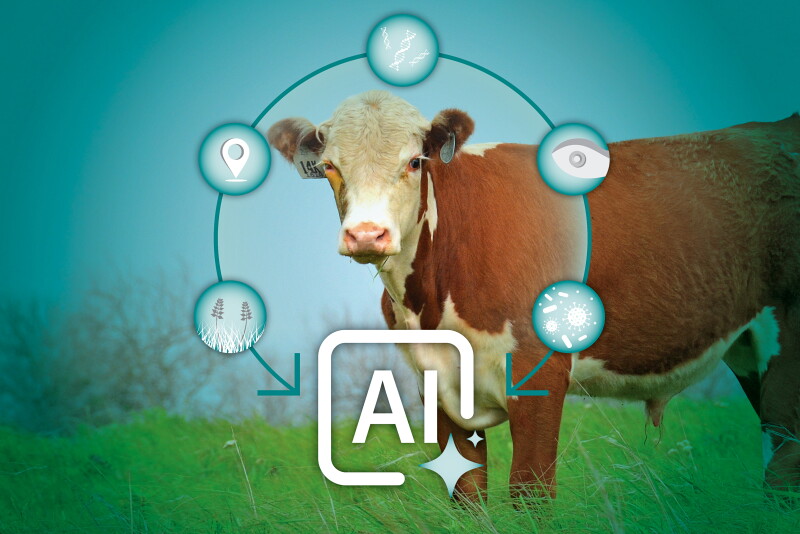 Cattle Ai What About the Other AI? - Bovine Vet
