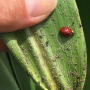 Aphids on Kansas corn.