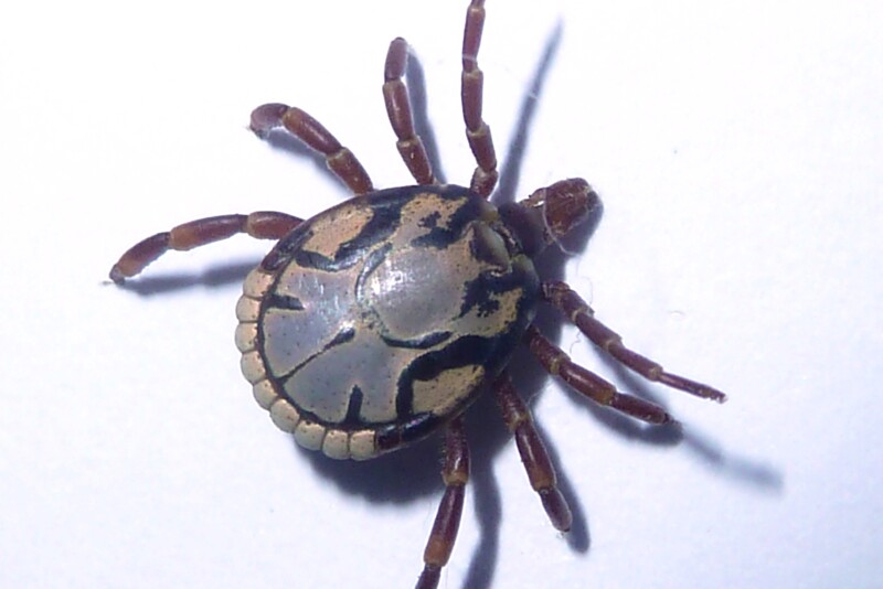 South African Bont tick