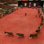 In_the_WDE_Show_Ring_10-1-14
