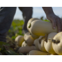 butternut