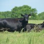BT_Commercial_Angus_Cow_Calf