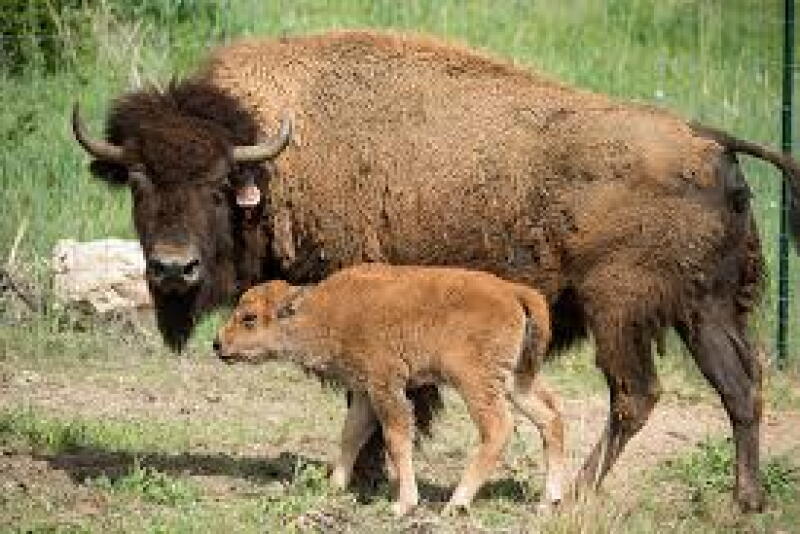 Wildlife populations can serve as reservoirs for brucellosis and tuberculosis, but extensive surveillance entails significant costs. 